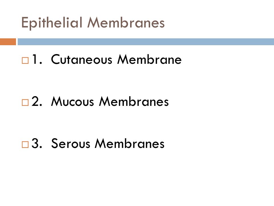 What are the four types of membranes?